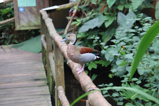 image of a peaceful garden