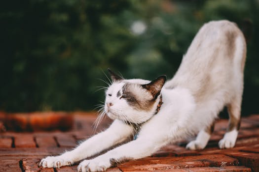 pet therapy in hospitals